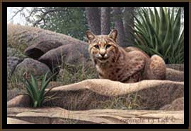 Feline of Sight